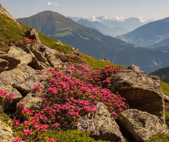 Alpenrosen © Serfaus-Fiss-Ladis Marketing GmbH / Andreas Kirschner