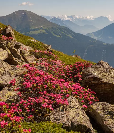 Alpenrosen © Serfaus-Fiss-Ladis Marketing GmbH / Andreas Kirschner